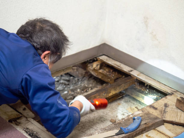 Best Residential Mold Remediation in Gifford, FL