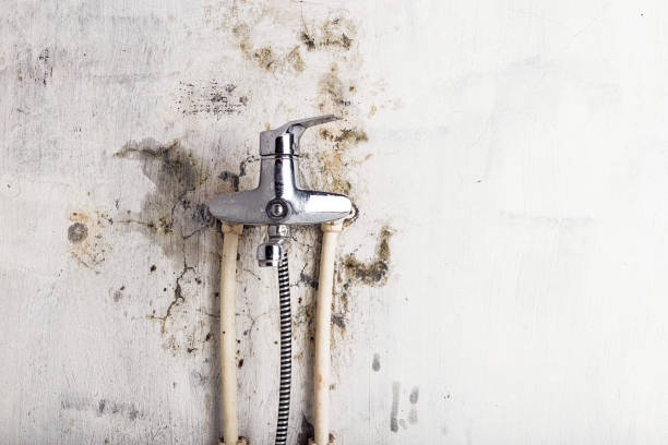 Best Commercial Mold Remediation in Gifford, FL