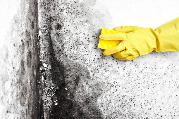 Best Kitchen Mold Remediation in Gifford, FL