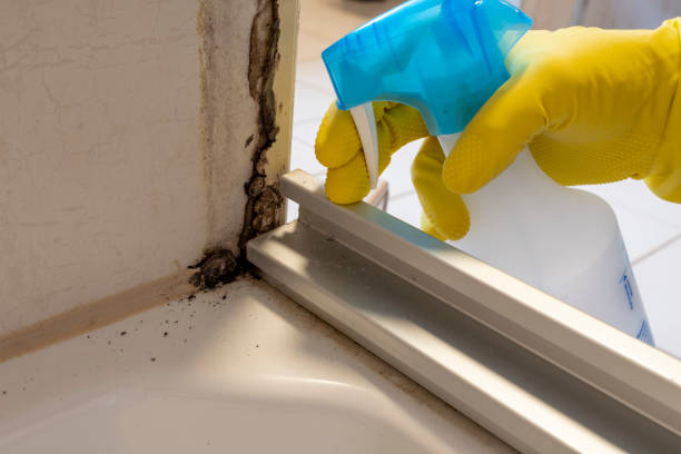 Best Residential Mold Remediation in Gifford, FL