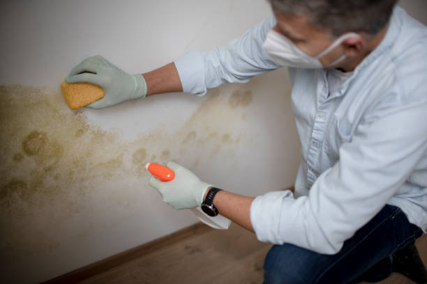 Best DIY Mold Remediation Support Services in Gifford, FL