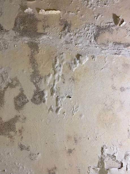 Best Mold Testing and Inspection Services in Gifford, FL
